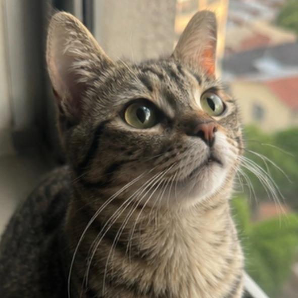 Enlarge Molly, a Adoptable Domestic Short Hair in Boston, MA image 4/6