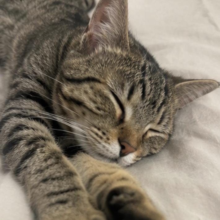 Enlarge Molly, a Adoptable Domestic Short Hair in Boston, MA image 5/6