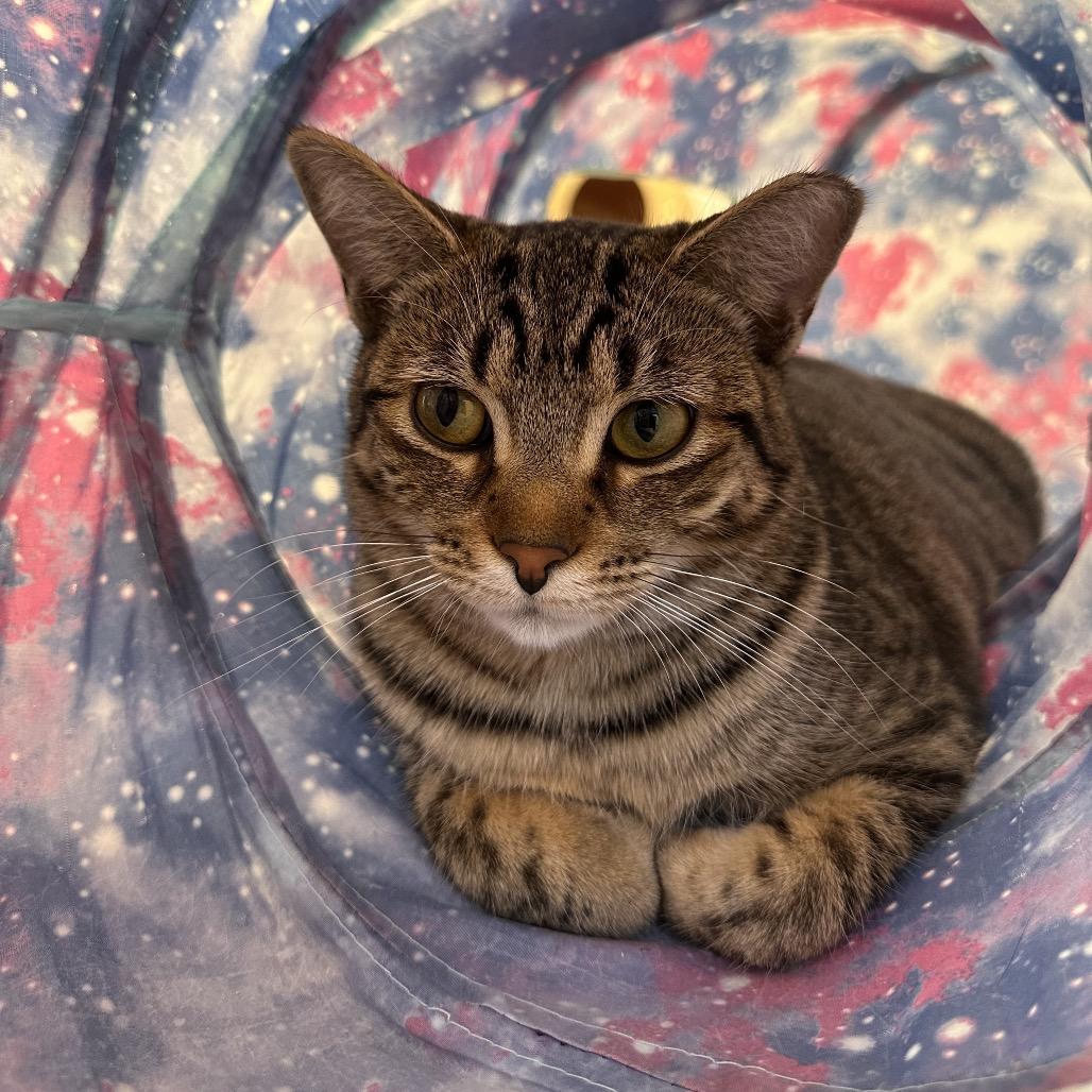 Enlarge Molly, a Adoptable Domestic Short Hair in Boston, MA image 6/6