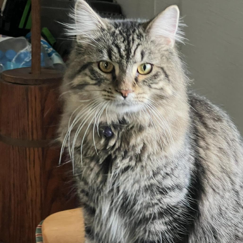 Salem, Adoptable, Adult Male Domestic Long Hair.