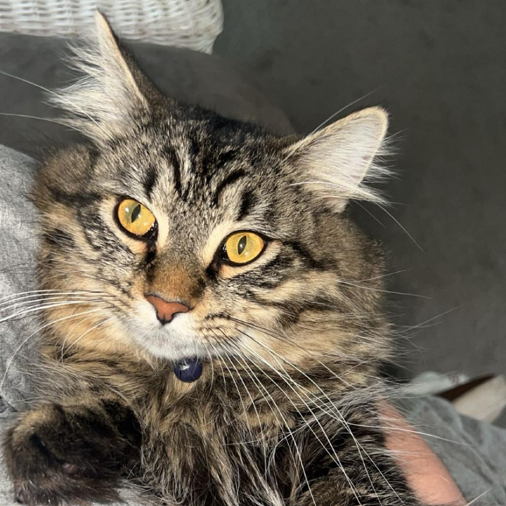 Enlarge Salem, a Adoptable Domestic Long Hair in Bristol, IN image 2/2