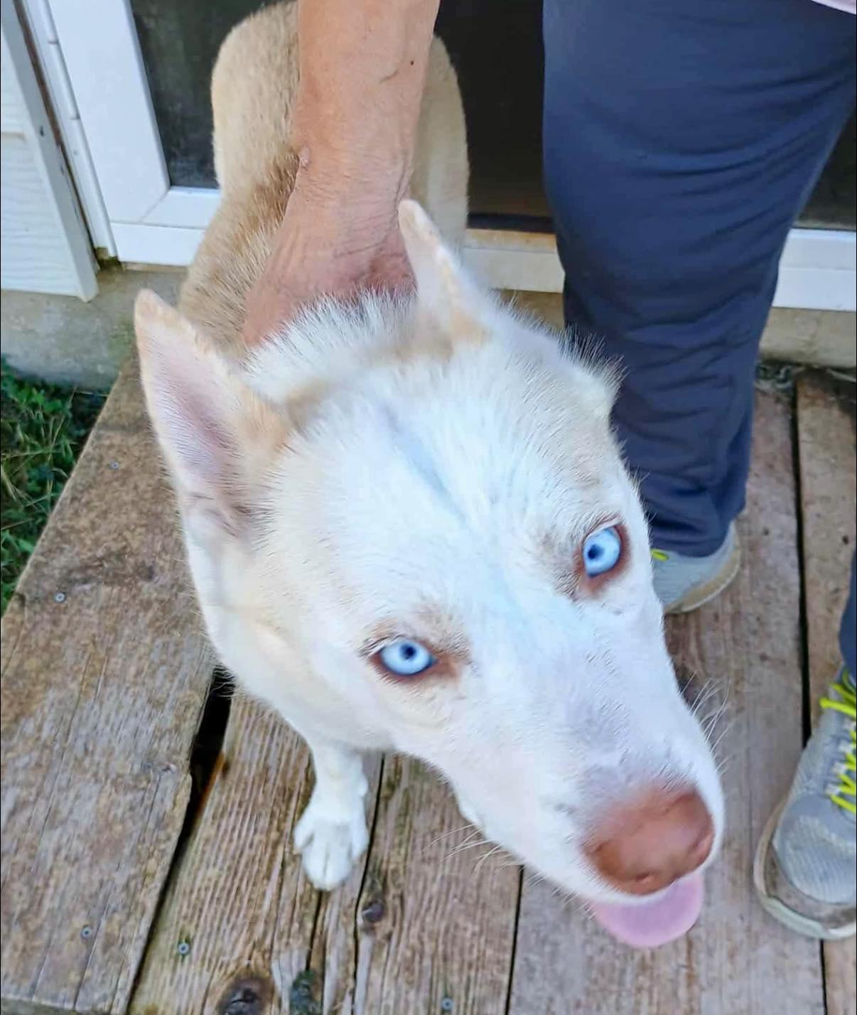 Shiloh, a Adoptable mixed breed in Glenolden, PA image 6/6