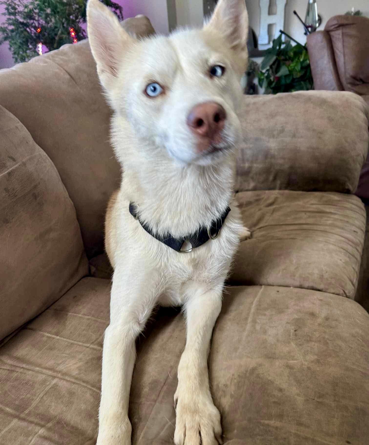 Shiloh, a Adoptable mixed breed in Glenolden, PA image 5/6