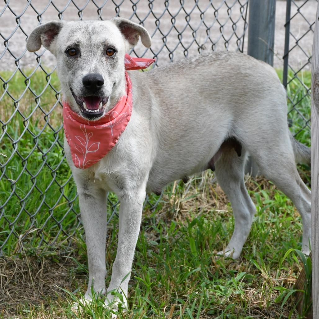 Mina, Adoptable, Adult Female Shepherd & Black Labrador Retriever.