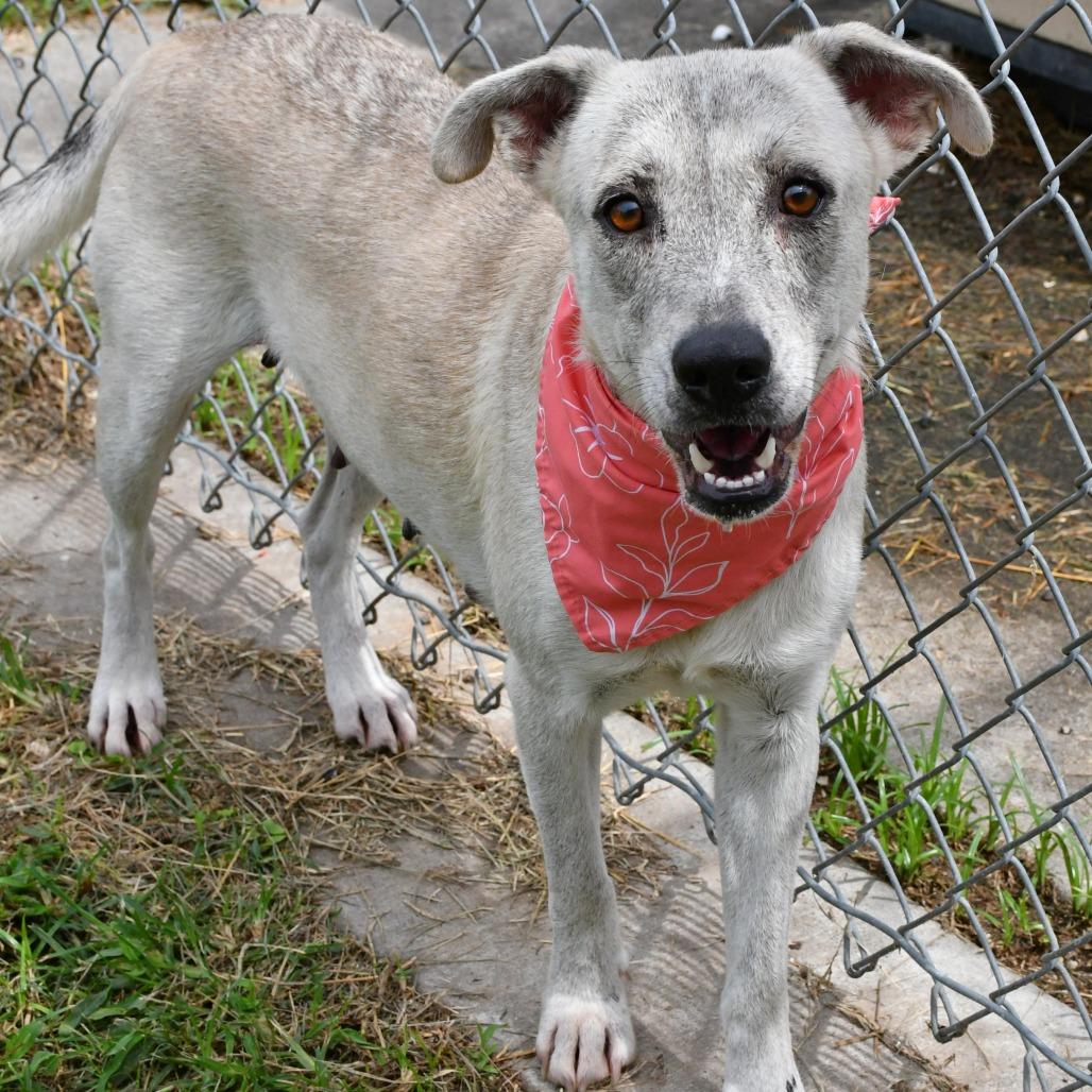 Enlarge Mina, a Adoptable mixed breed in Beaumont, TX image 2/5