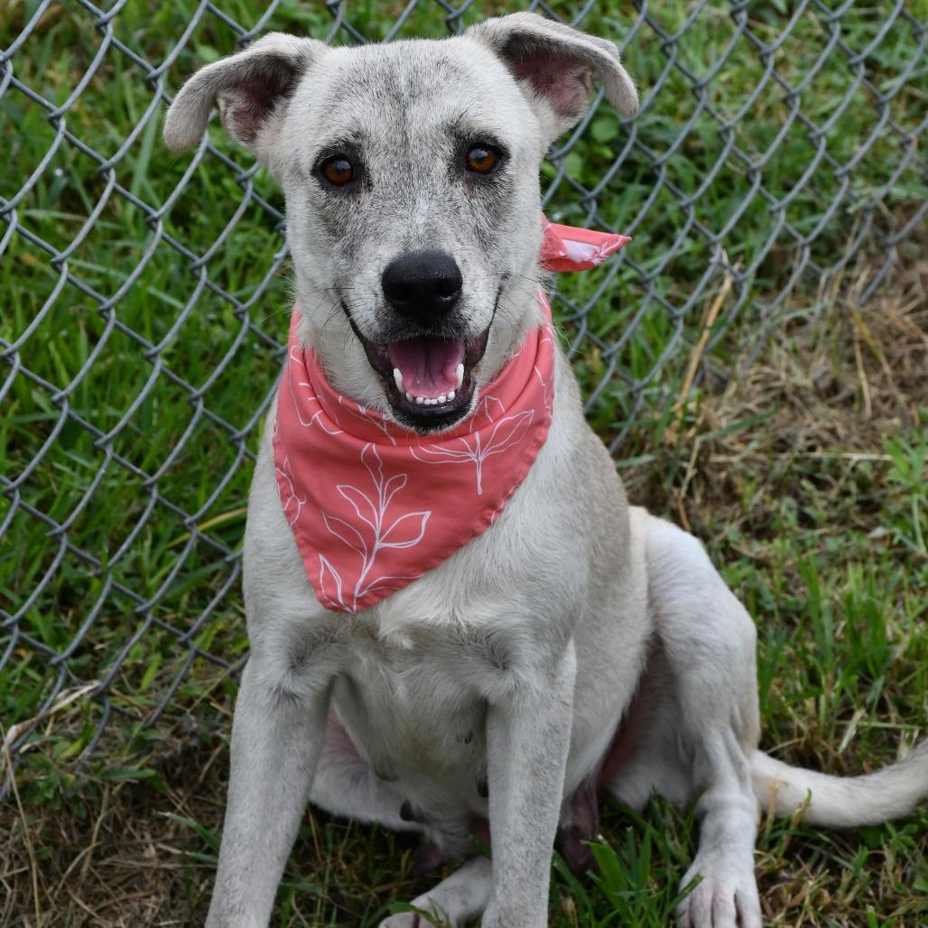 Enlarge Mina, a Adoptable mixed breed in Beaumont, TX image 3/5