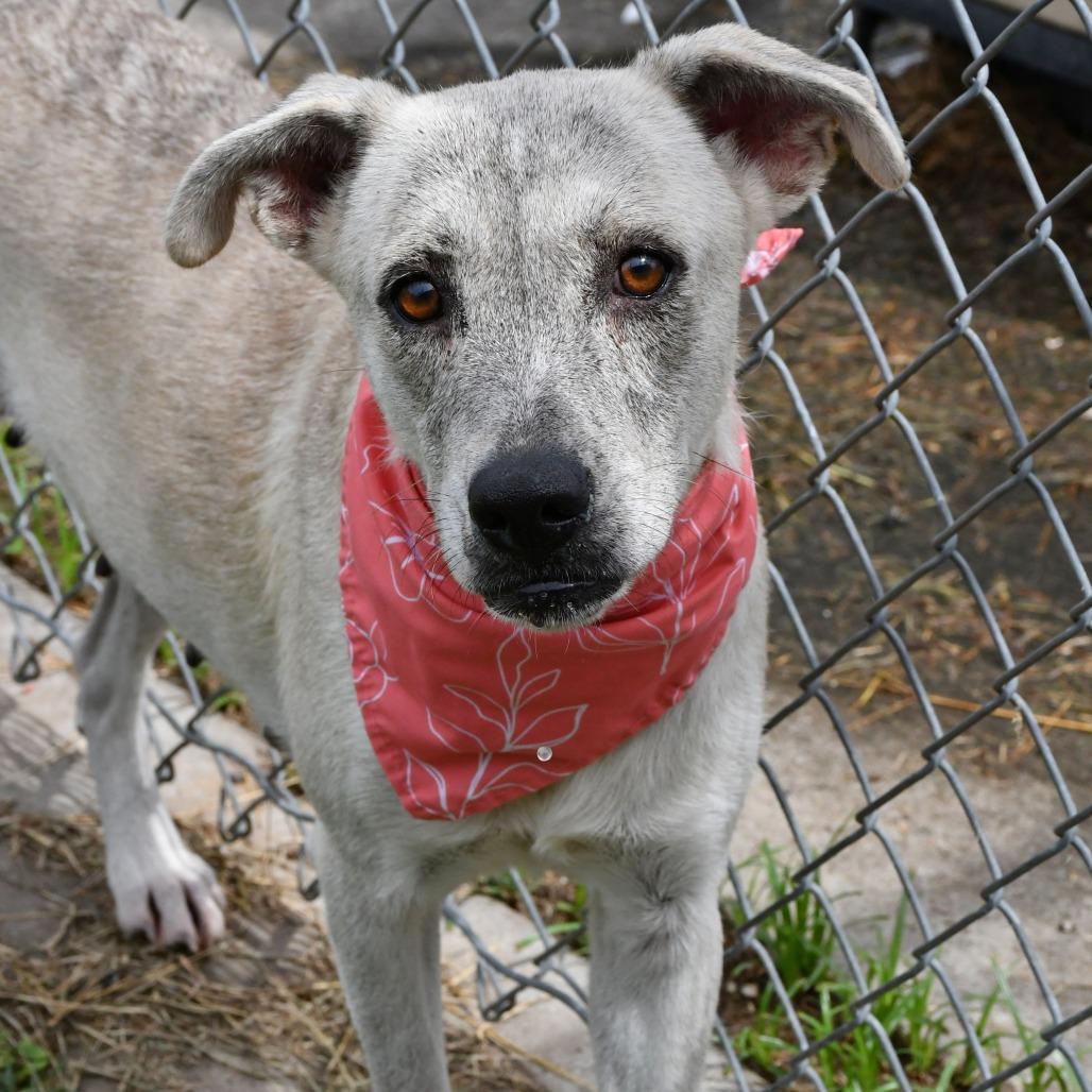 Enlarge Mina, a Adoptable mixed breed in Beaumont, TX image 4/5