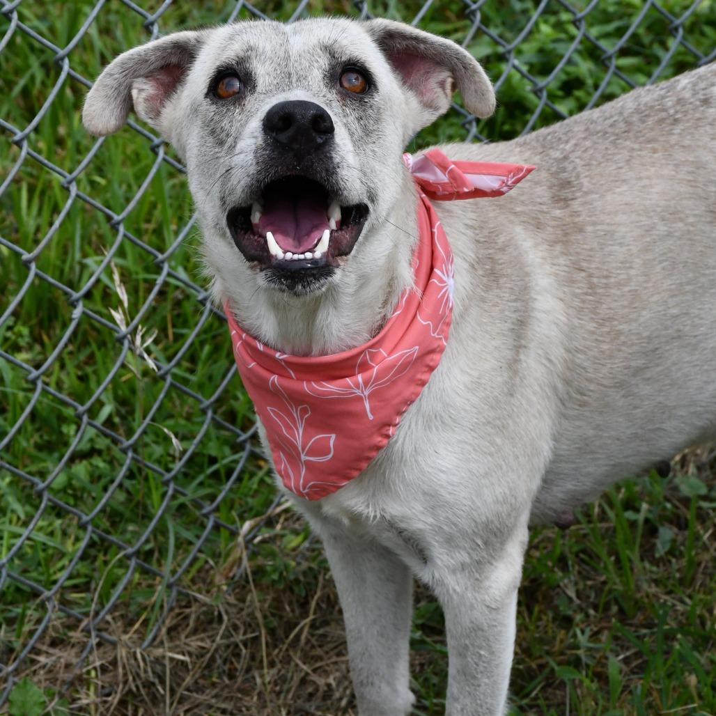 Enlarge Mina, a Adoptable mixed breed in Beaumont, TX image 5/5