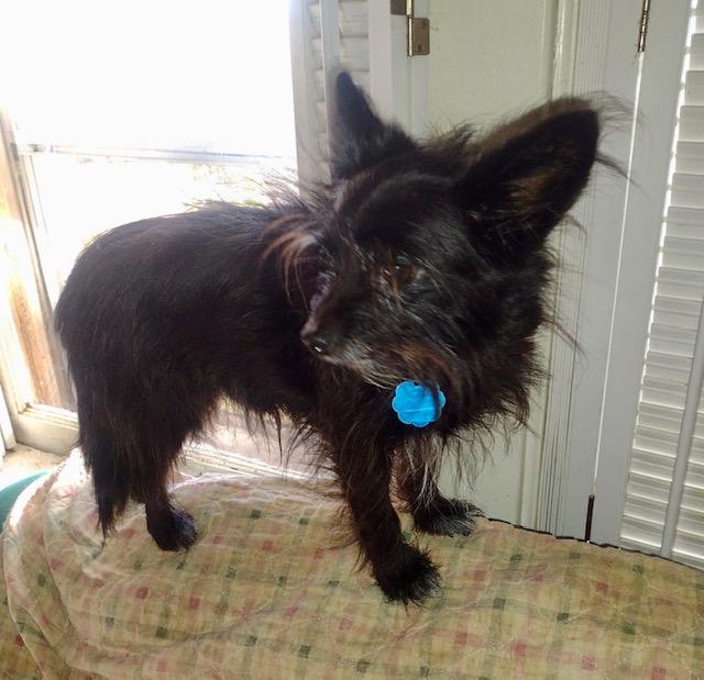 BJ (TN), Adoptable, Adult Male Cairn Terrier.