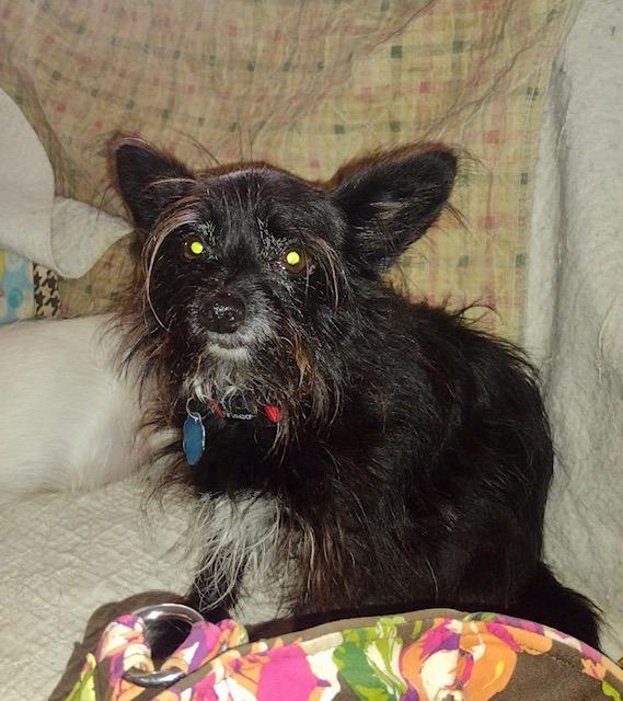 Enlarge BJ (TN), a Adoptable Cairn Terrier in Chattanooga, TN image 2/2