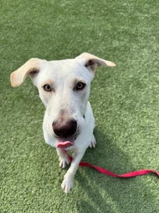 Slim, Adoptable, Adult Male Labrador Retriever & Mixed Breed.