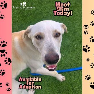 Slim, a Adoptable mixed breed in Fresno, CA image 2/3