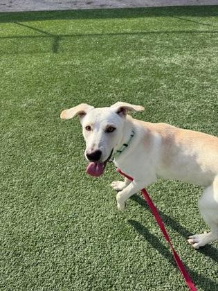 Slim, a Adoptable mixed breed in Fresno, CA image 3/3