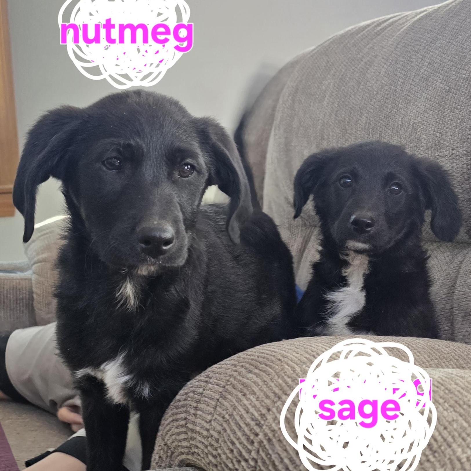 Enlarge Nutmeg (fostered in new england), an adopted mixed breed image 1/6