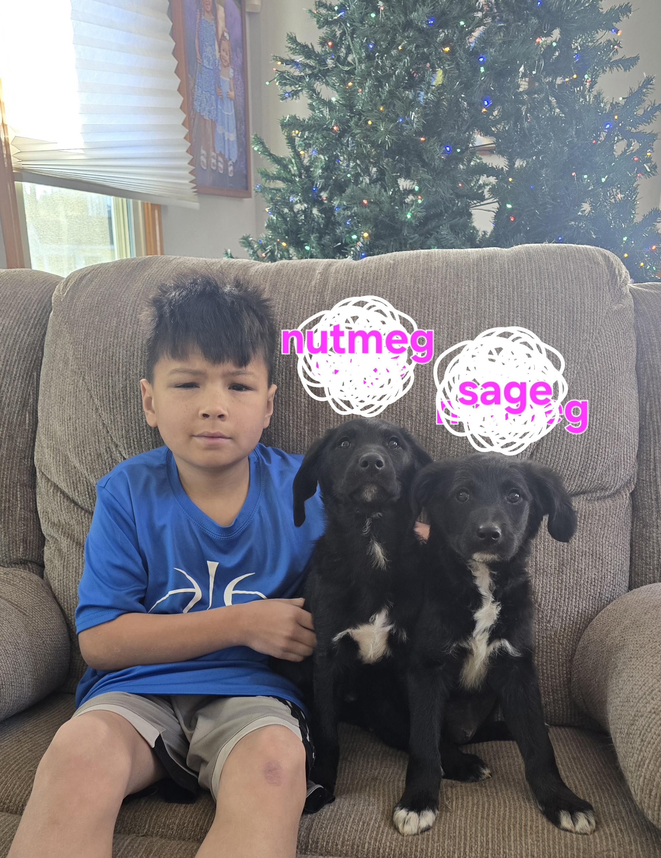 Enlarge Nutmeg (fostered in new england), an adopted mixed breed image 2/6