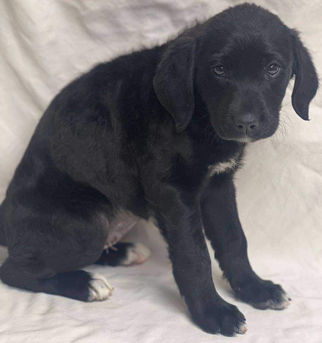 Enlarge Nutmeg (fostered in new england), an adopted mixed breed image 4/6