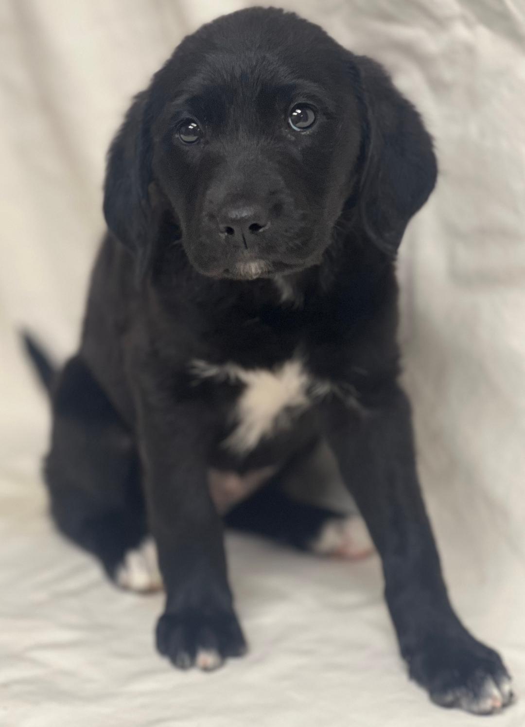 Enlarge Nutmeg (fostered in new england), an adopted mixed breed image 3/6