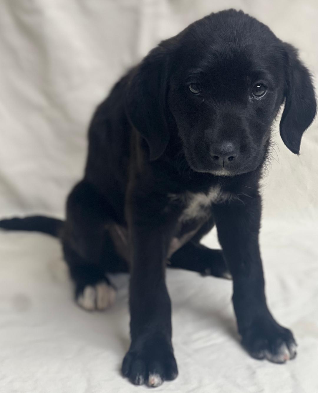 Enlarge Nutmeg (fostered in new england), an adopted mixed breed image 5/6