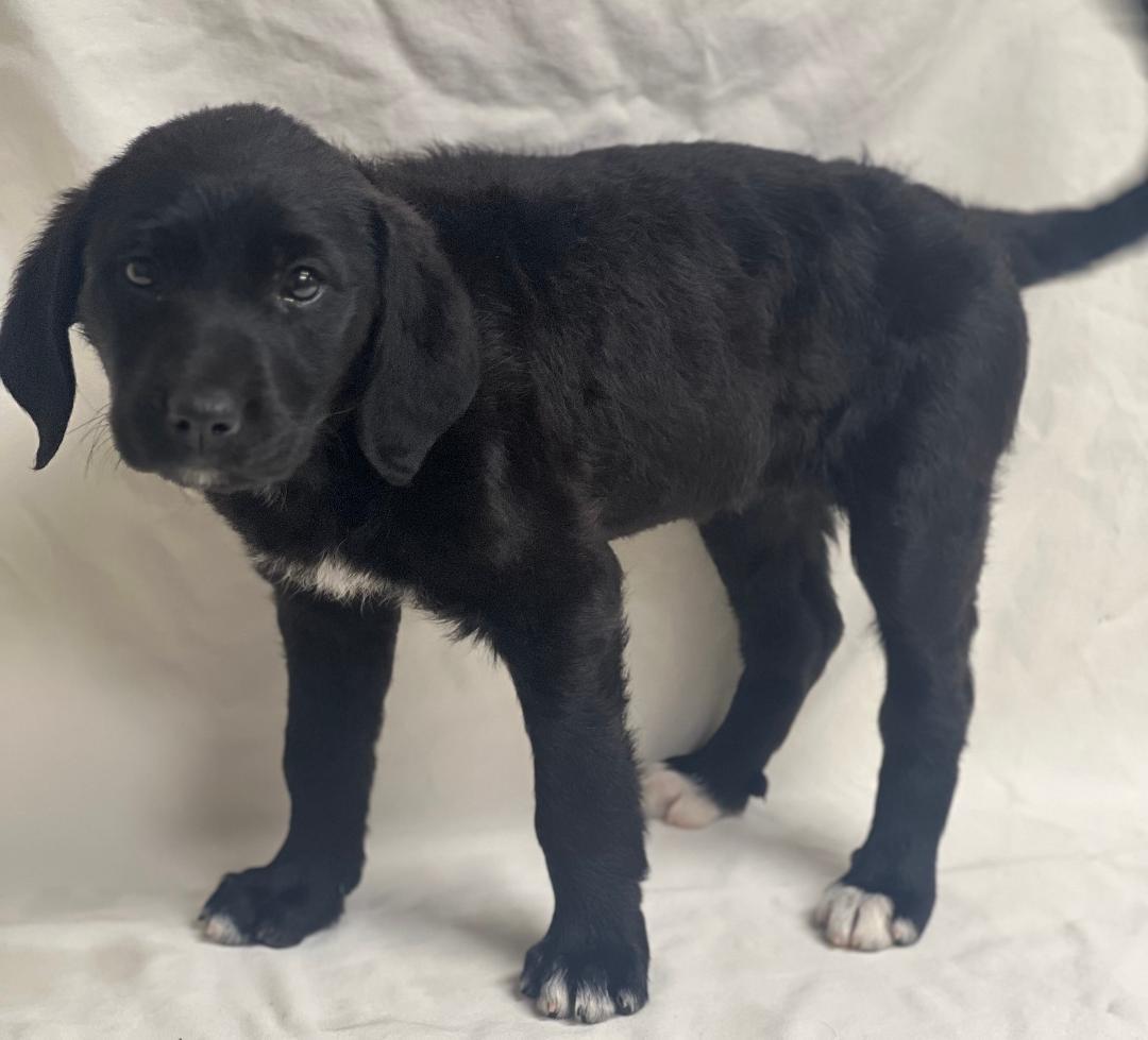 Enlarge Nutmeg (fostered in new england), an adopted mixed breed image 6/6