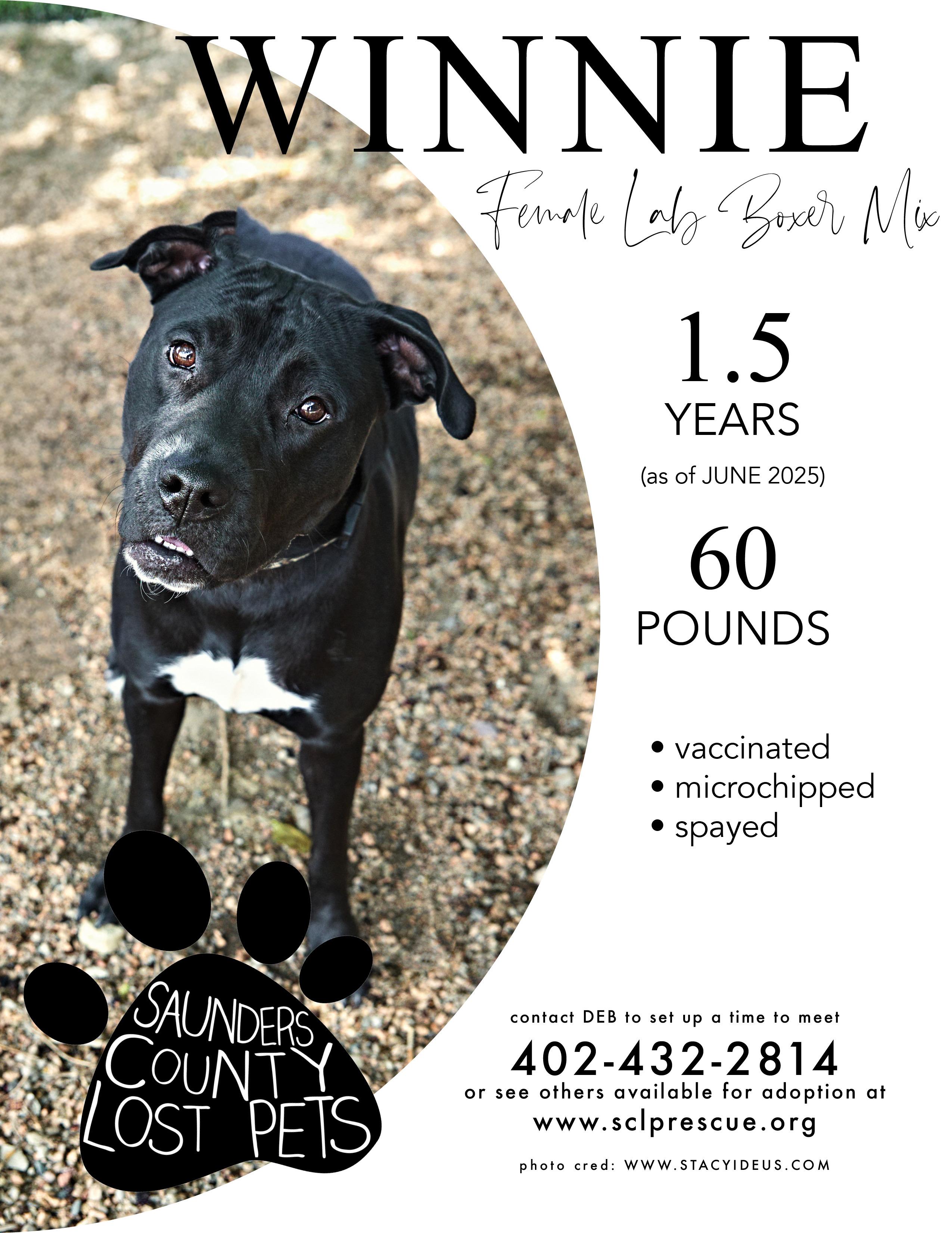 Winnie, Adoptable, Adult Female Black Labrador Retriever.