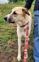 Enlarge Zarina (Bubbles), a Adoptable mixed breed in Commerce, TX image 2/2