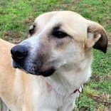 Enlarge Zarina (Bubbles), a Adoptable mixed breed in Commerce, TX image 1/2