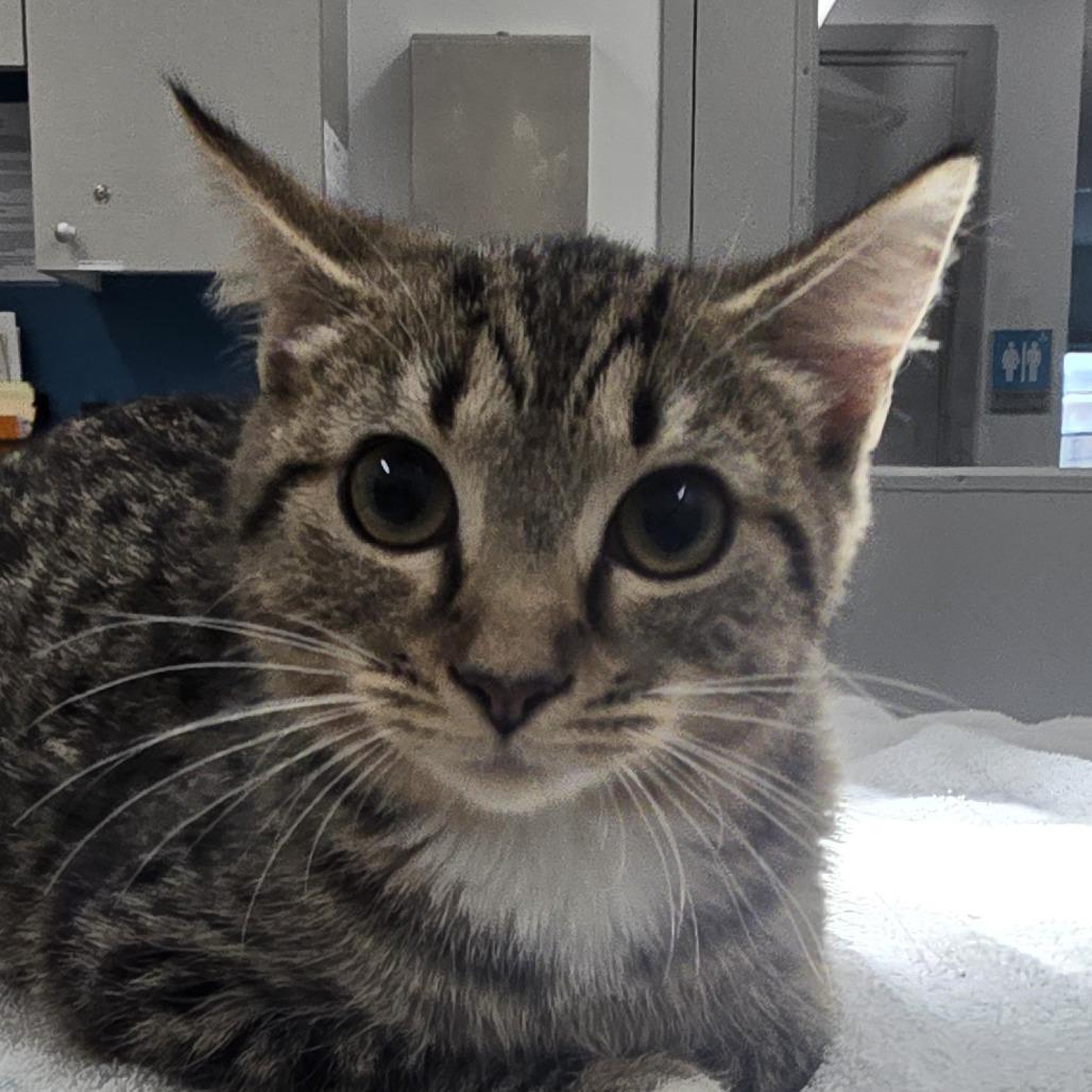 Chloe, Adoptable, Young Female Domestic Short Hair.