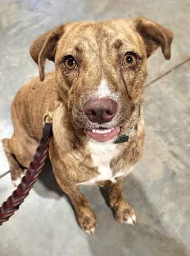 Enlarge BELLA, a Adoptable mixed breed in Pelzer, SC image 2/4