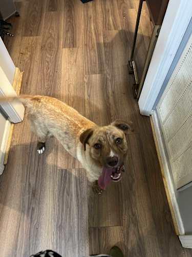 Enlarge BELLA, a Adoptable mixed breed in Pelzer, SC image 3/4