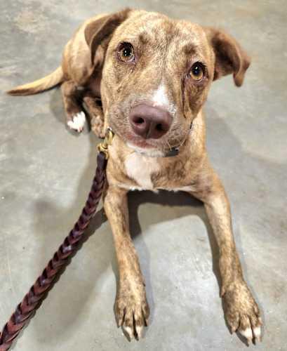 Enlarge BELLA, a Adoptable mixed breed in Pelzer, SC image 4/4