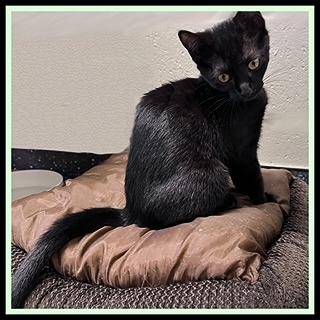 SASH, Adoptable, Kitten Female Domestic Short Hair.