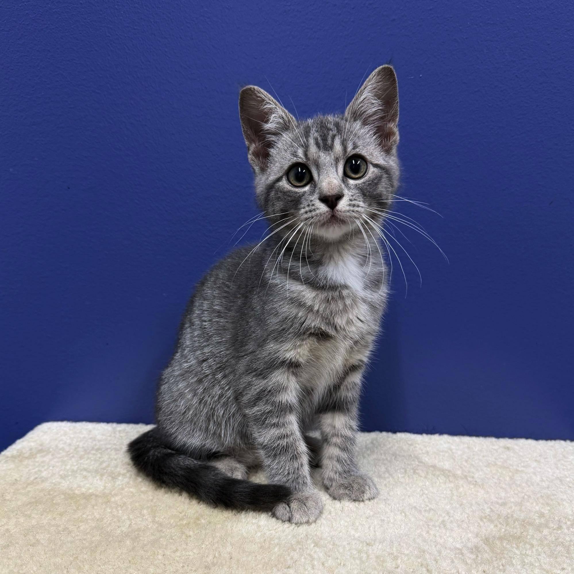 Missy, Adoptable, Kitten Female Tabby & Domestic Short Hair.