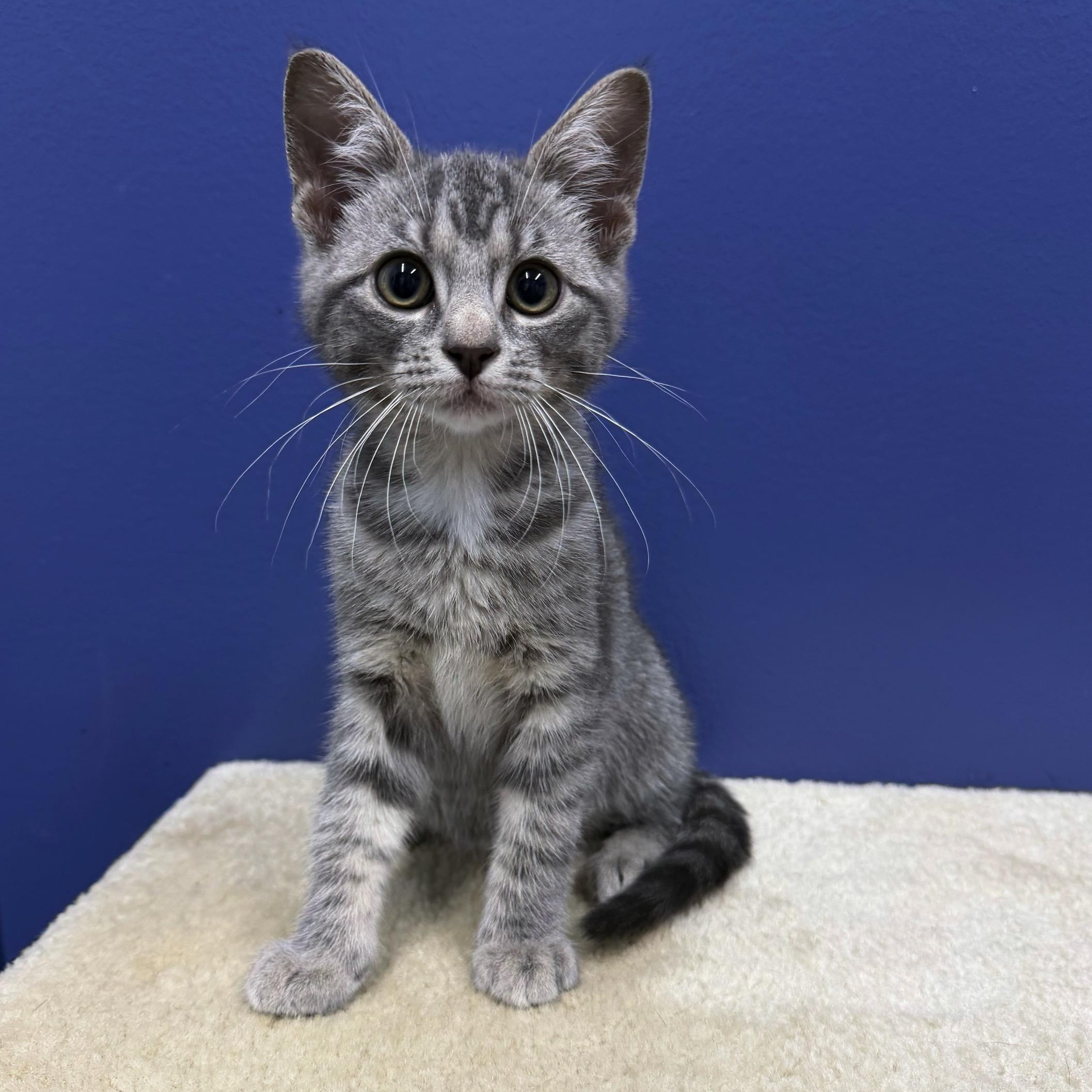 Missy, a Adoptable mixed breed in High Ridge, MO image 2/4