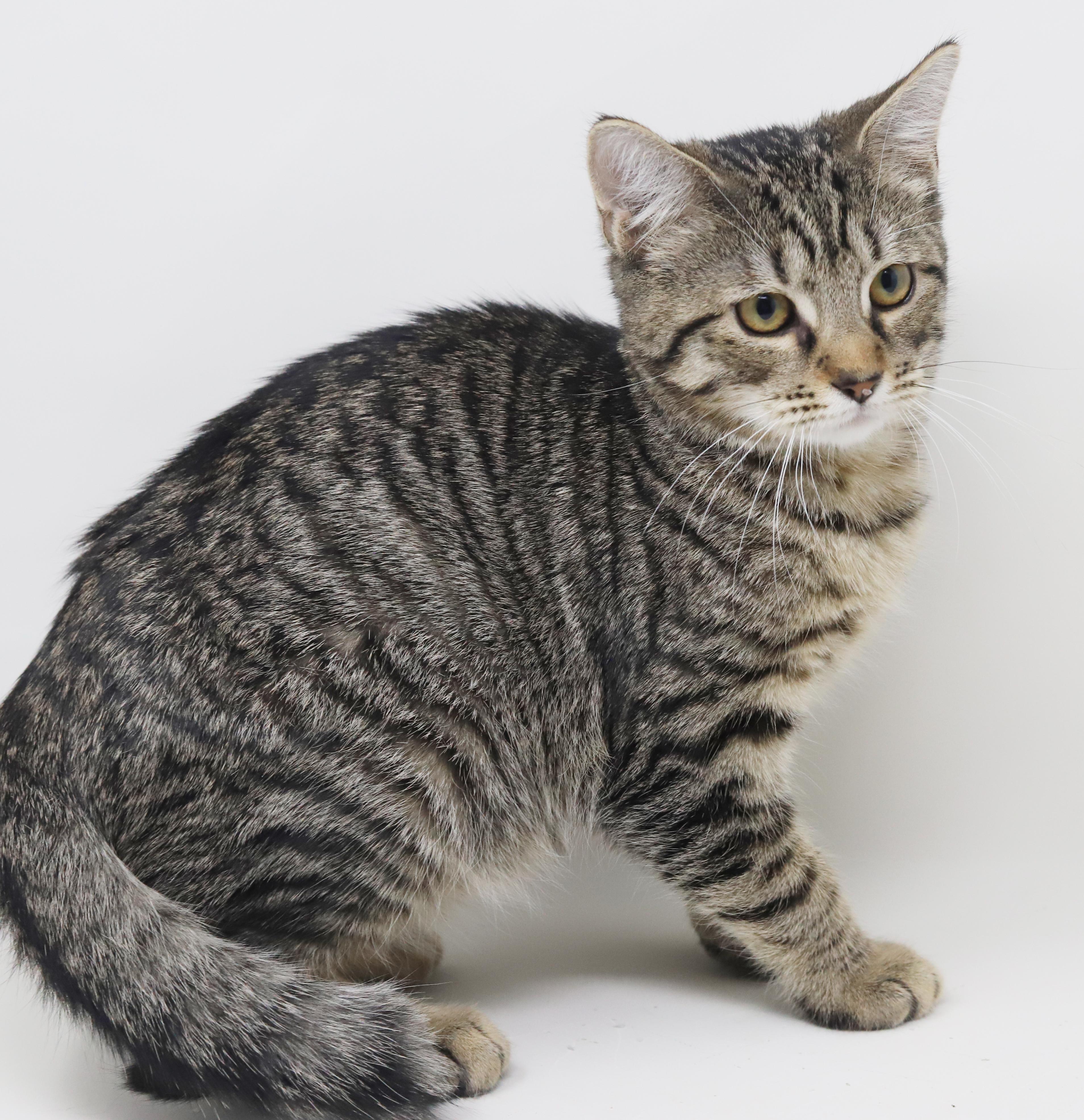 Enlarge Arrow will shoot right for your heart with his love!  SUPER SWEETIE!, a Adoptable mixed breed in Bedford Hills, NY image 4/6