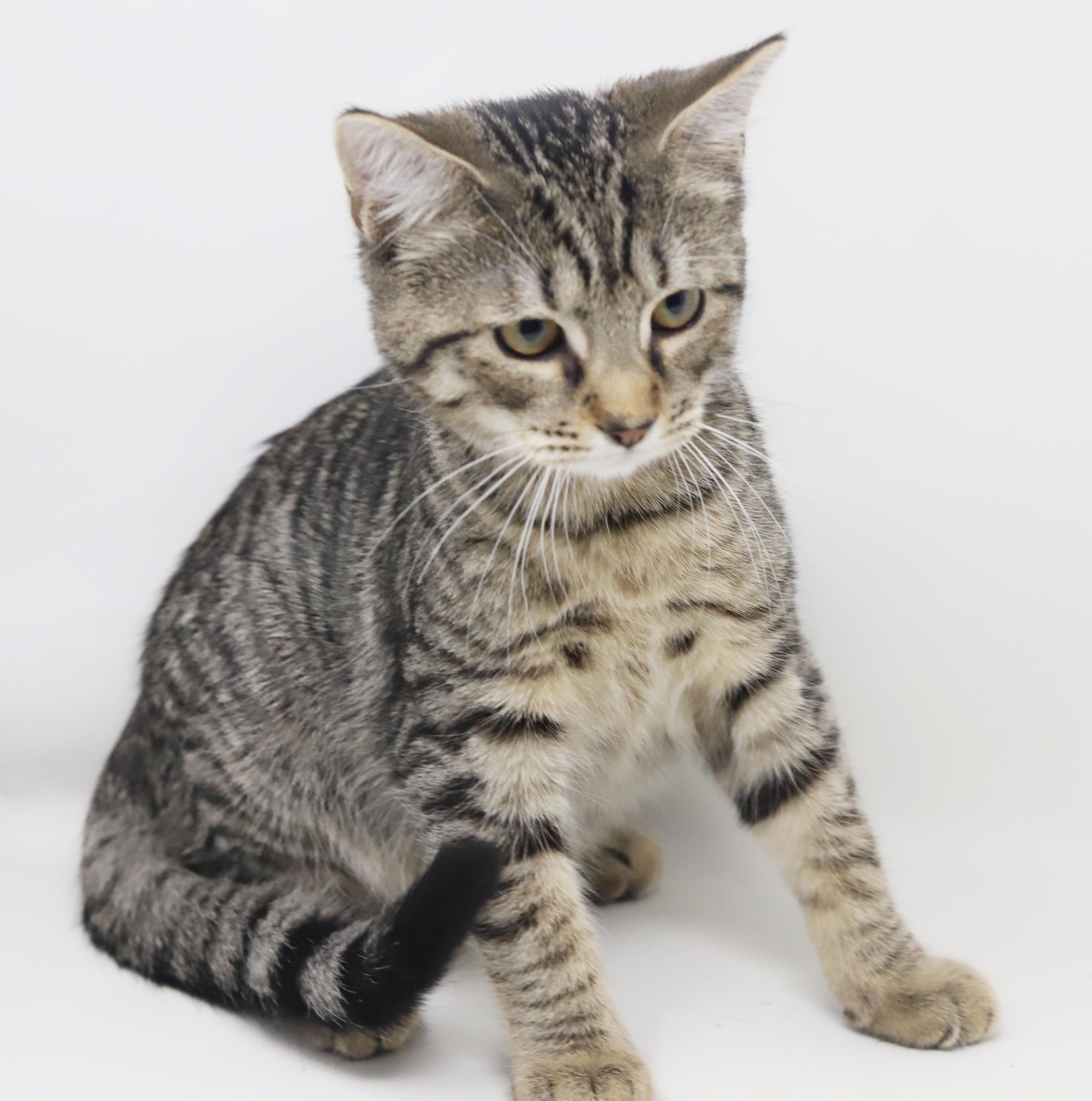 Enlarge Arrow will shoot right for your heart with his love!  SUPER SWEETIE!, a Adoptable mixed breed in Bedford Hills, NY image 2/6