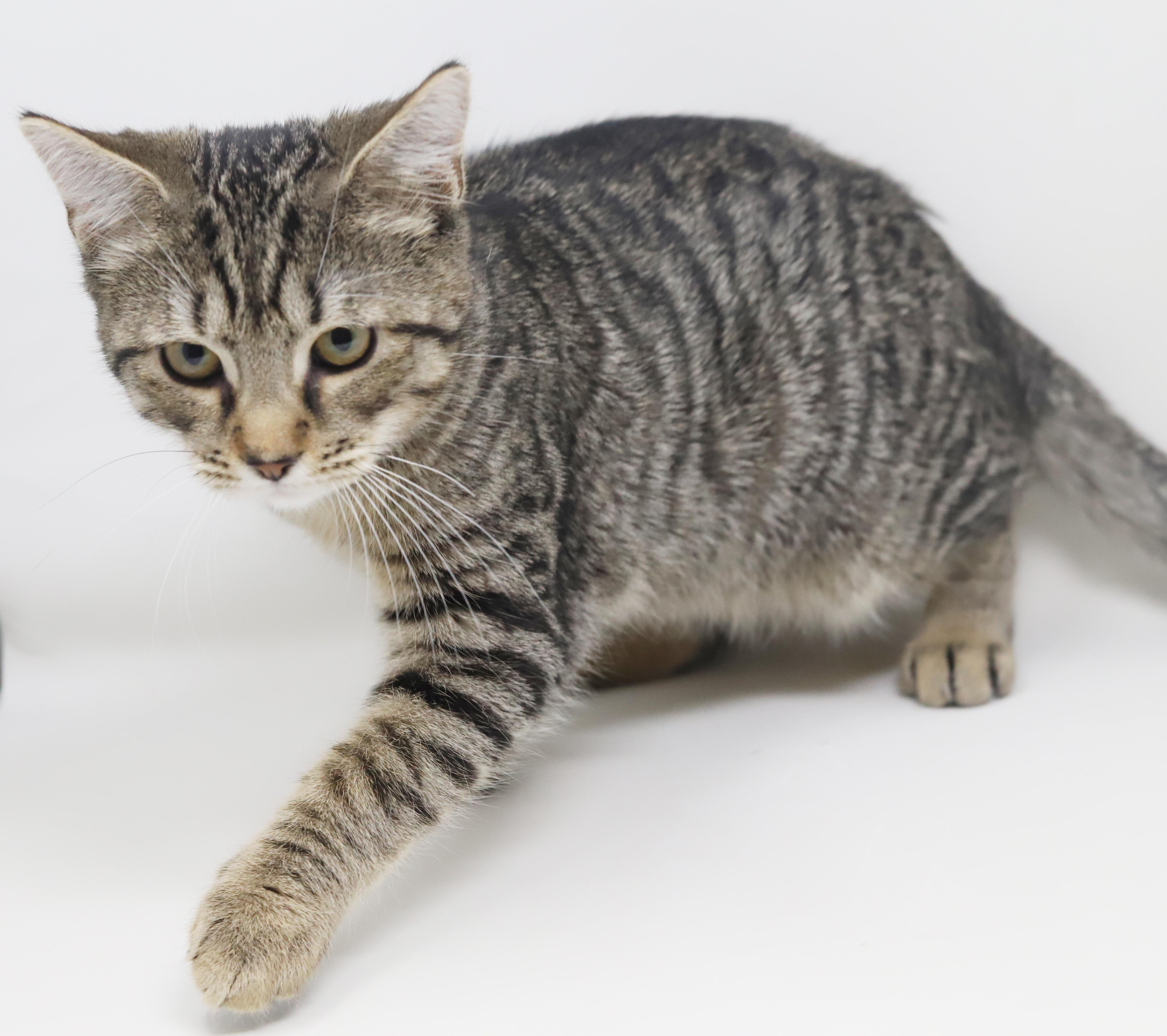 Enlarge Arrow will shoot right for your heart with his love!  SUPER SWEETIE!, a Adoptable mixed breed in Bedford Hills, NY image 5/6