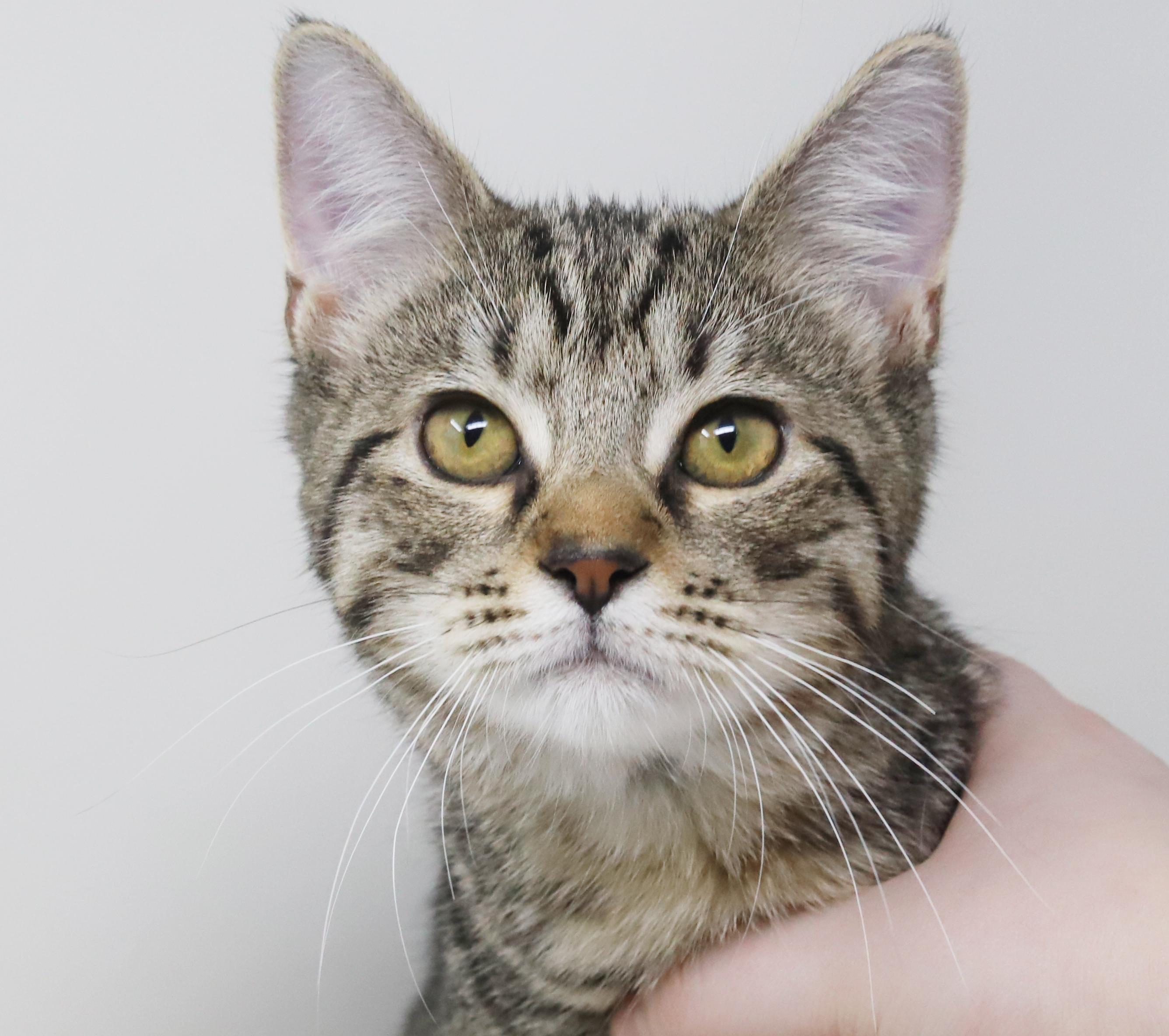 Enlarge Arrow will shoot right for your heart with his love!  SUPER SWEETIE!, a Adoptable mixed breed in Bedford Hills, NY image 1/6