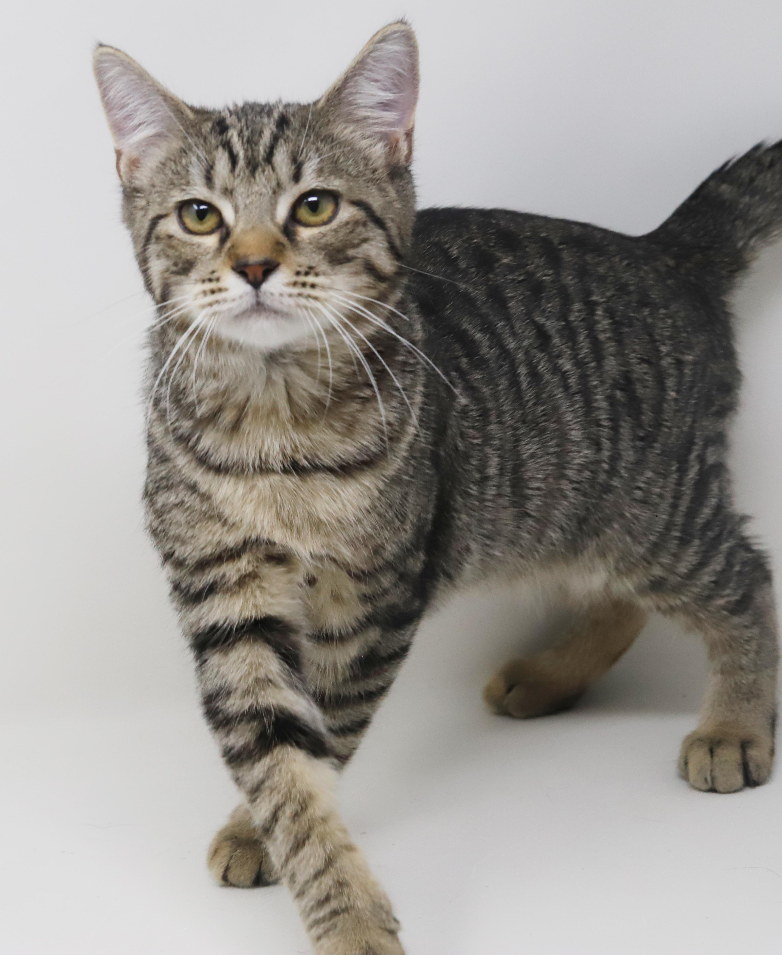 Enlarge Arrow will shoot right for your heart with his love!  SUPER SWEETIE!, a Adoptable mixed breed in Bedford Hills, NY image 3/6