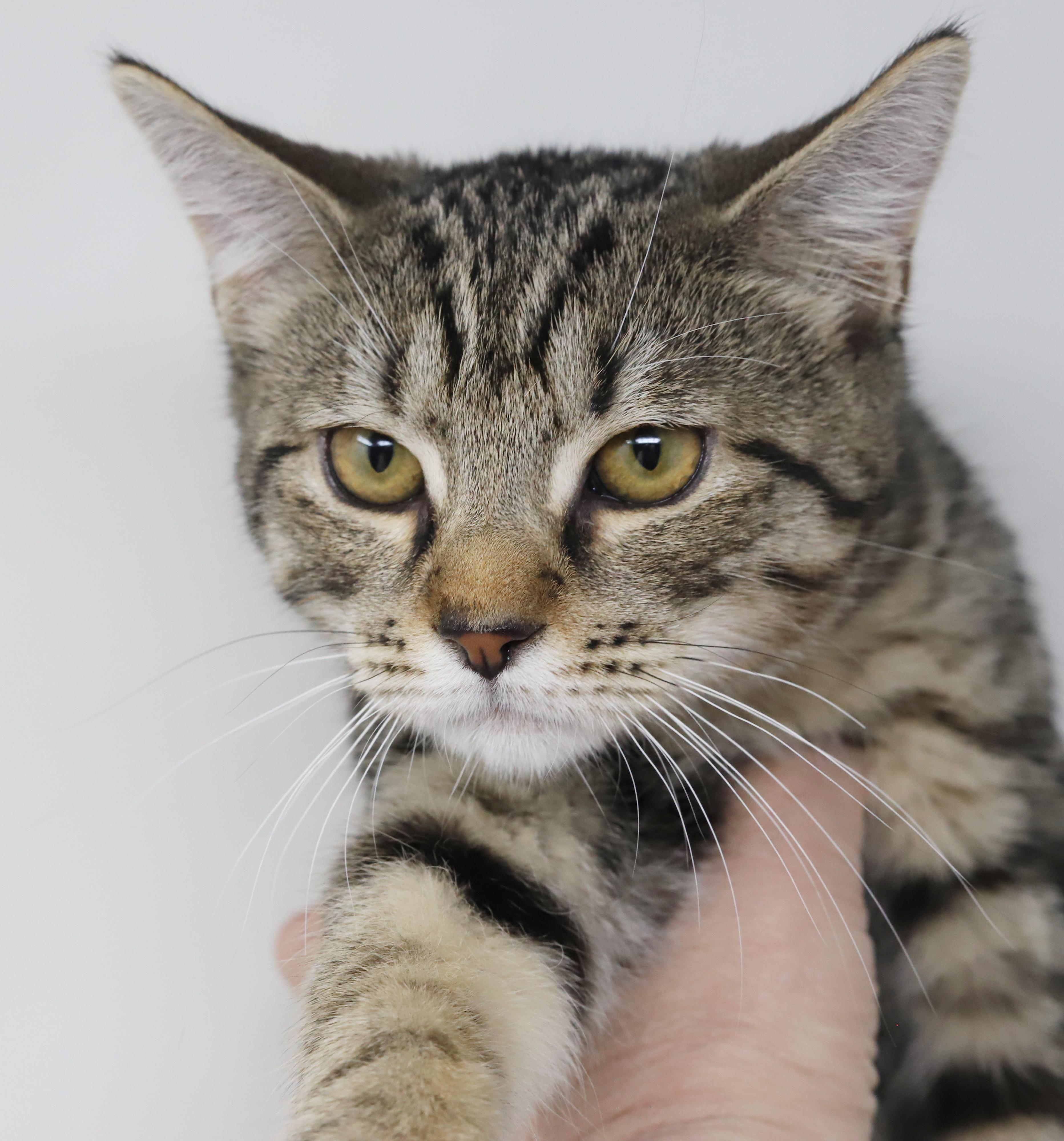 Enlarge Arrow will shoot right for your heart with his love!  SUPER SWEETIE!, a Adoptable mixed breed in Bedford Hills, NY image 6/6