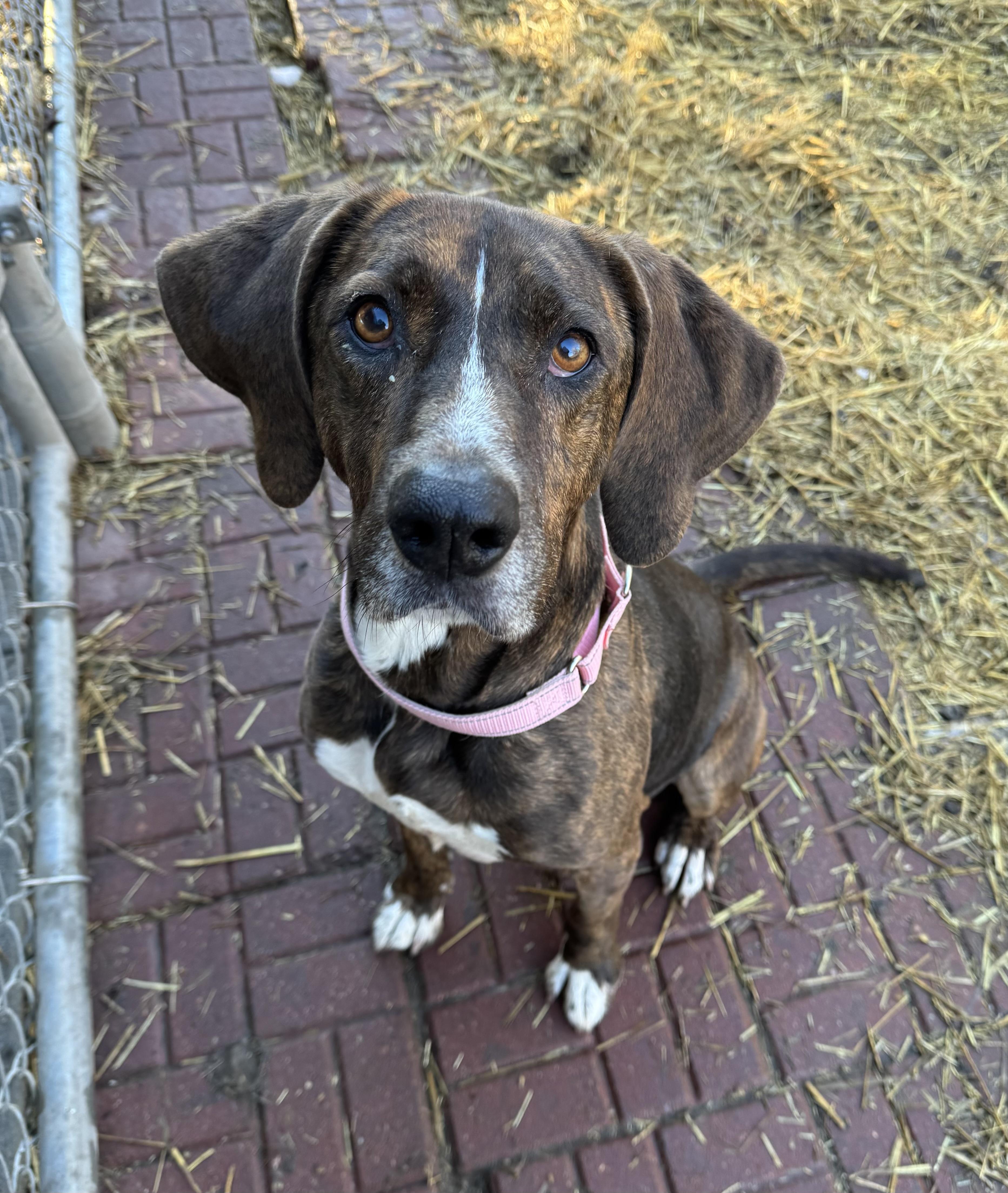 Enlarge Jules, a ADOPTABLE mixed breed in Blair, NE image 2/3