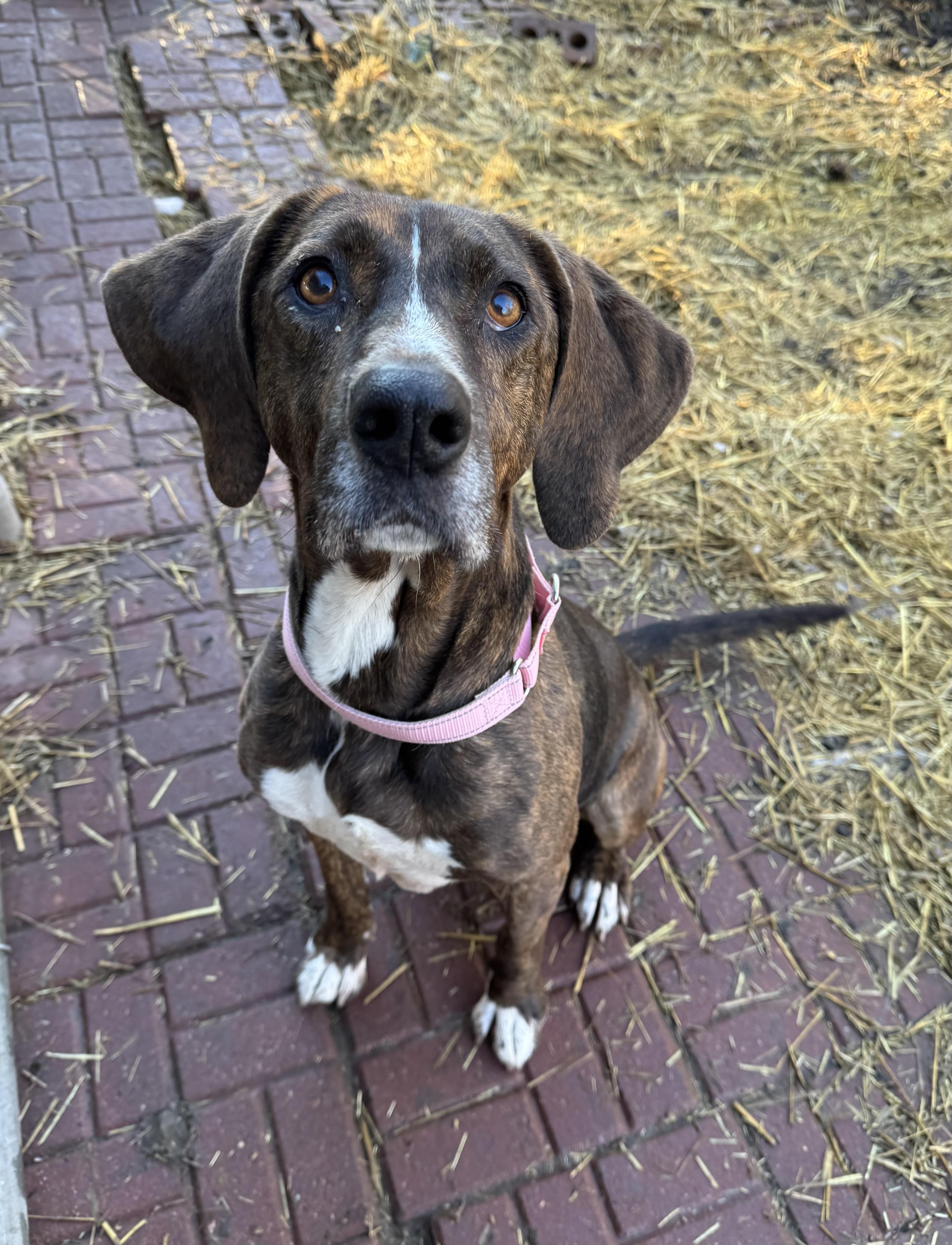 Enlarge Jules, a ADOPTABLE mixed breed in Blair, NE image 3/3