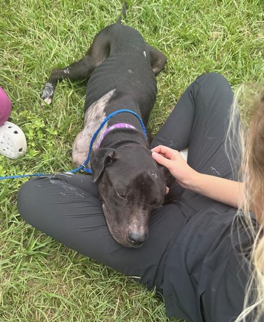Krypto (A Super-tripod's Tail of Hope!), an adoptable Mixed Breed in Houlton, ME, 04730 | Photo Image 4