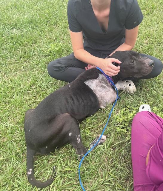 Krypto (A Super-tripod's Tail of Hope!), an adoptable Mixed Breed in Houlton, ME, 04730 | Photo Image 3