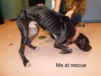 Krypto (A Super-tripod's Tail of Hope!), an adoptable Mixed Breed in Houlton, ME, 04730 | Photo Image 5