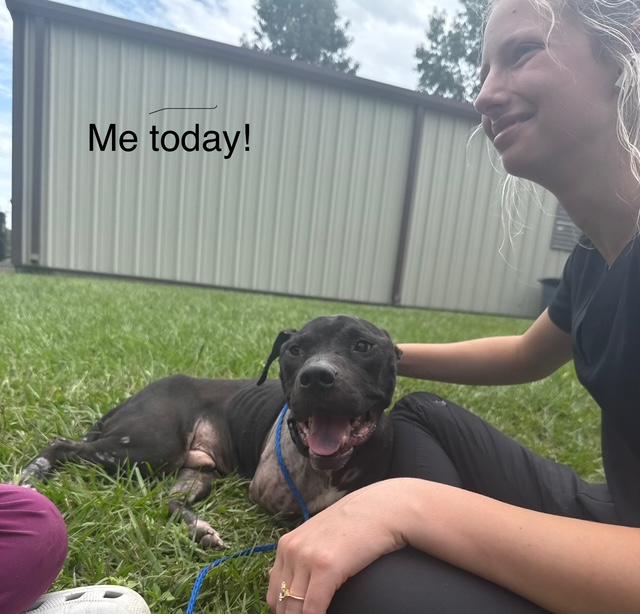 Krypto (A Super-tripod's Tail of Hope!), an adoptable Mixed Breed in Houlton, ME, 04730 | Photo Image 1