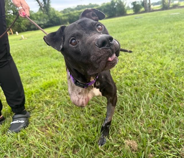 Krypto (A Super-tripod's Tail of Hope!), an adoptable Mixed Breed in Houlton, ME, 04730 | Photo Image 2
