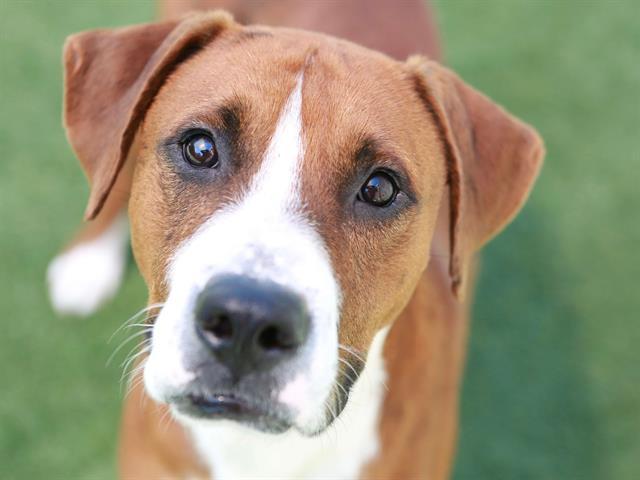 CHATO, Adoptable, Adult Male Mixed Breed.