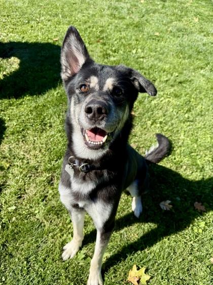 Enlarge Dobby, a Adoptable mixed breed in Roseburg, OR image 1/1