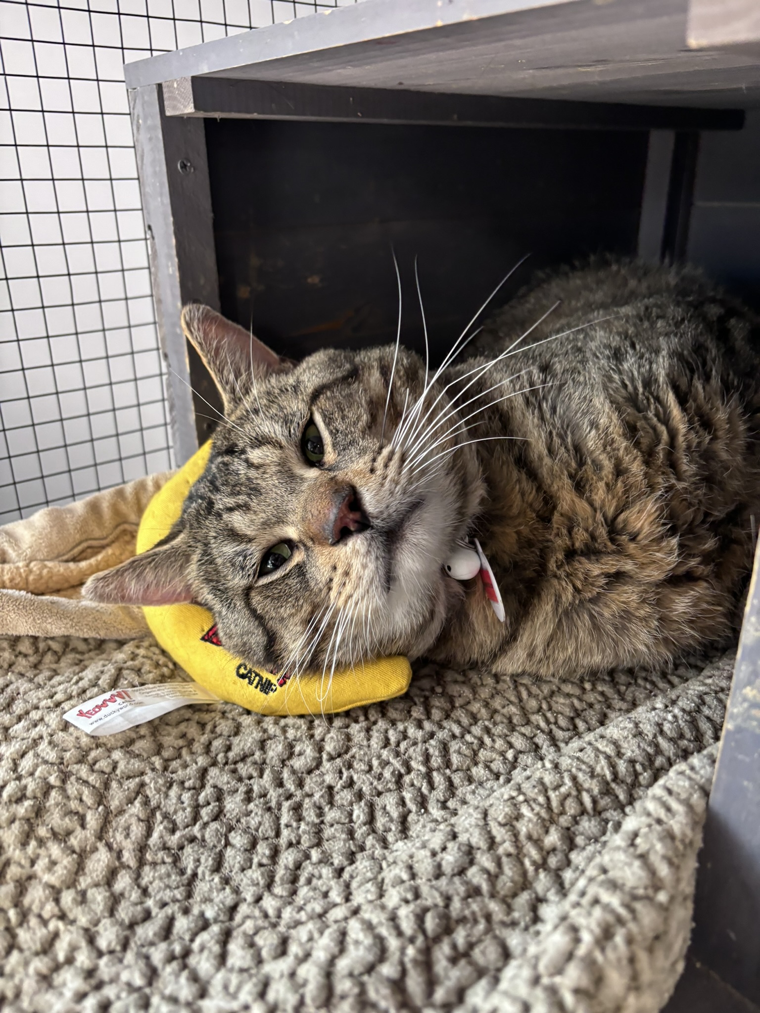 Cat for adoption JOHHNY BE GOOD, a Domestic Short Hair in Grand