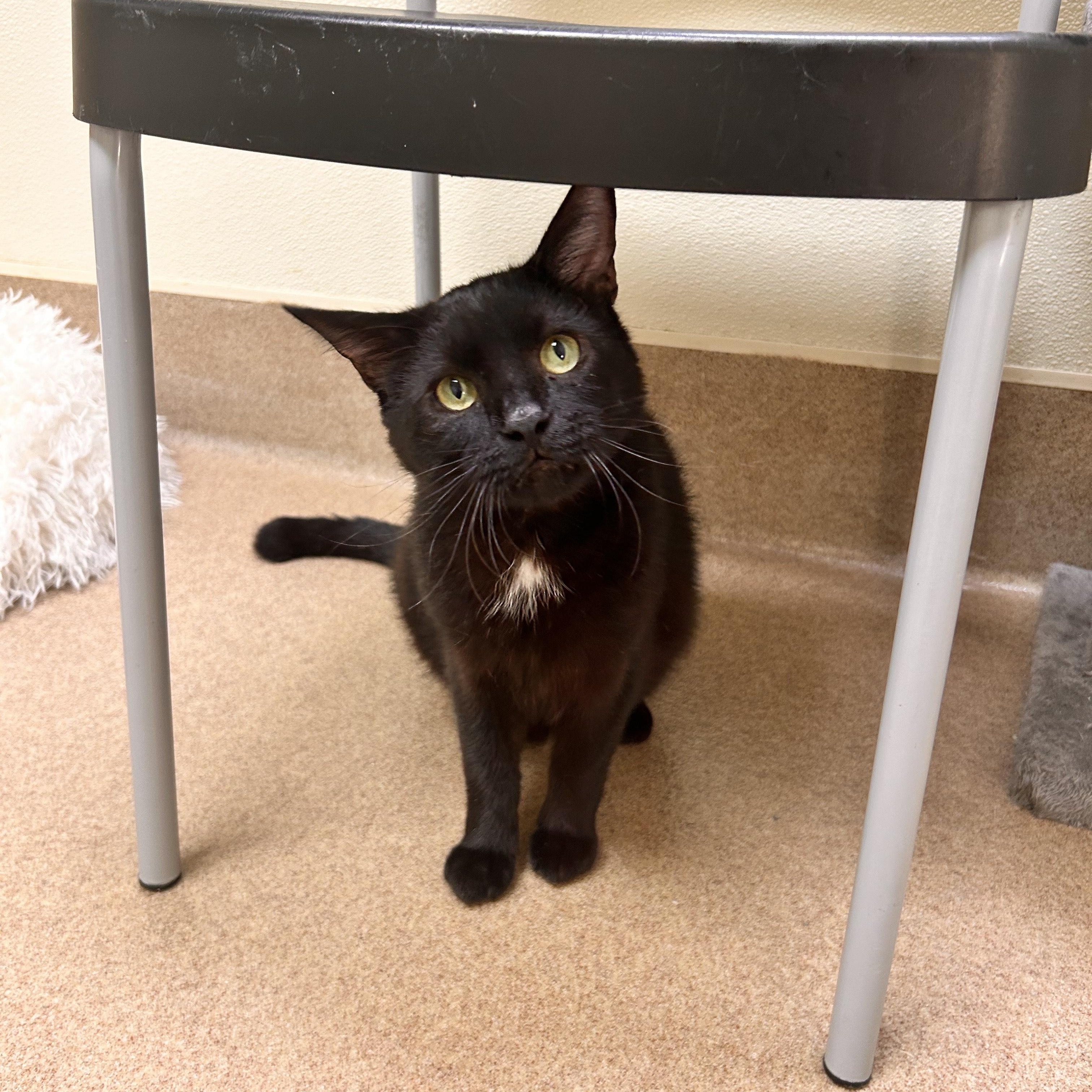 Bruce, Adoptable, Adult Male Domestic Short Hair.